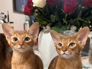 Abyssinian cats 2 Beautiful Abyssinian girls 😍 - Advert 3