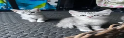 Domestic Shorthair cats for sale: Adorably 8 Week Old Fluffy Domestic Shorthairs - Advert 9