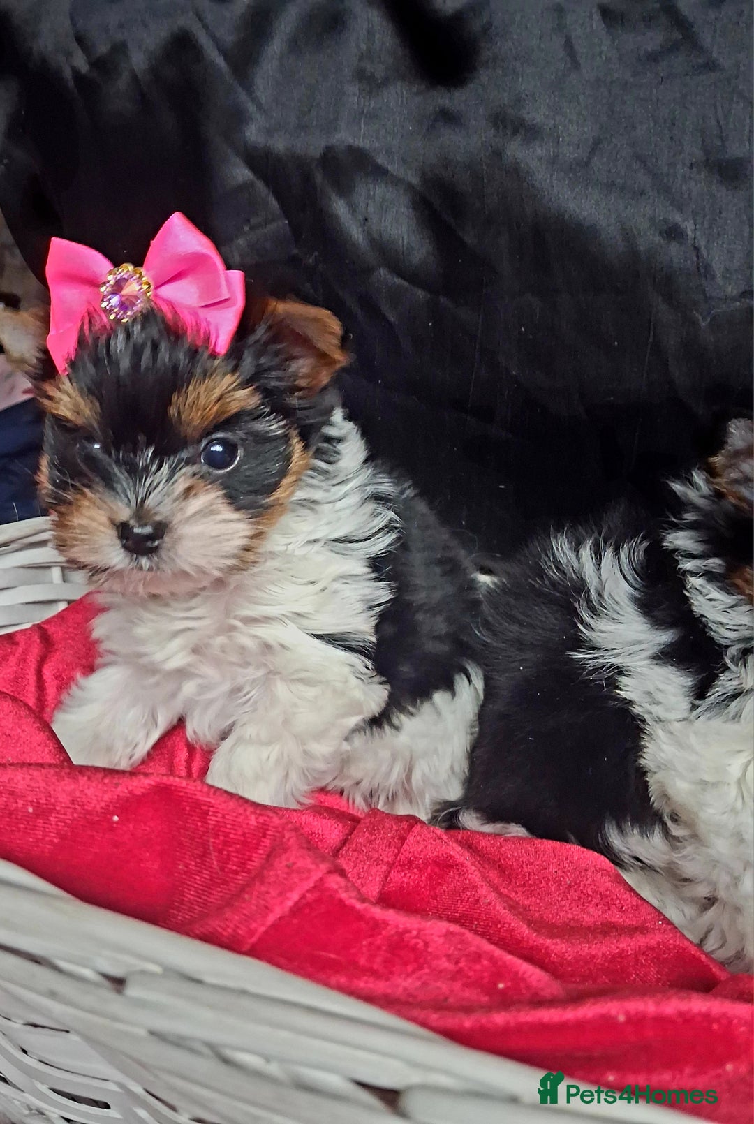 Biewer Terrier dogs for sale: Beautiful 2 mini girls - Advert 12