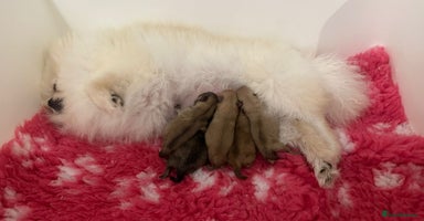 Pomeranian dogs Stunning littler of Pom puppies - Advert 8