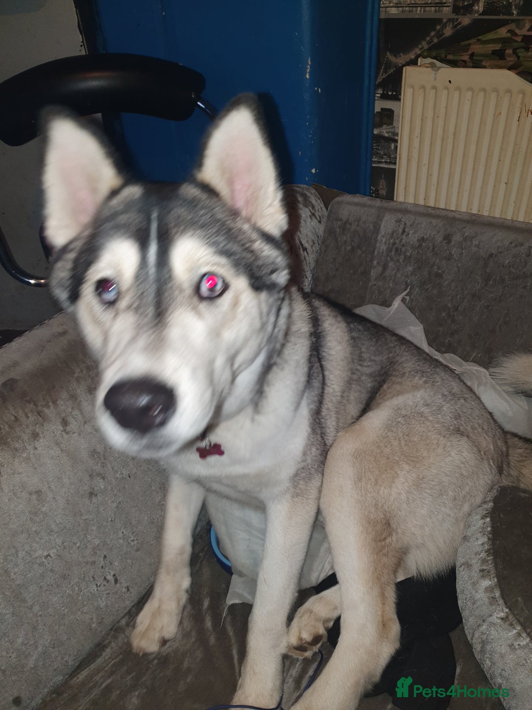 Huskita dogs for sale: huakey akita - Image 6