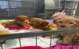 Maltipoo dogs for sale: 💖BEAUTIFUL LICENSED-BRED MALTIPOOS 💖 - Image 29