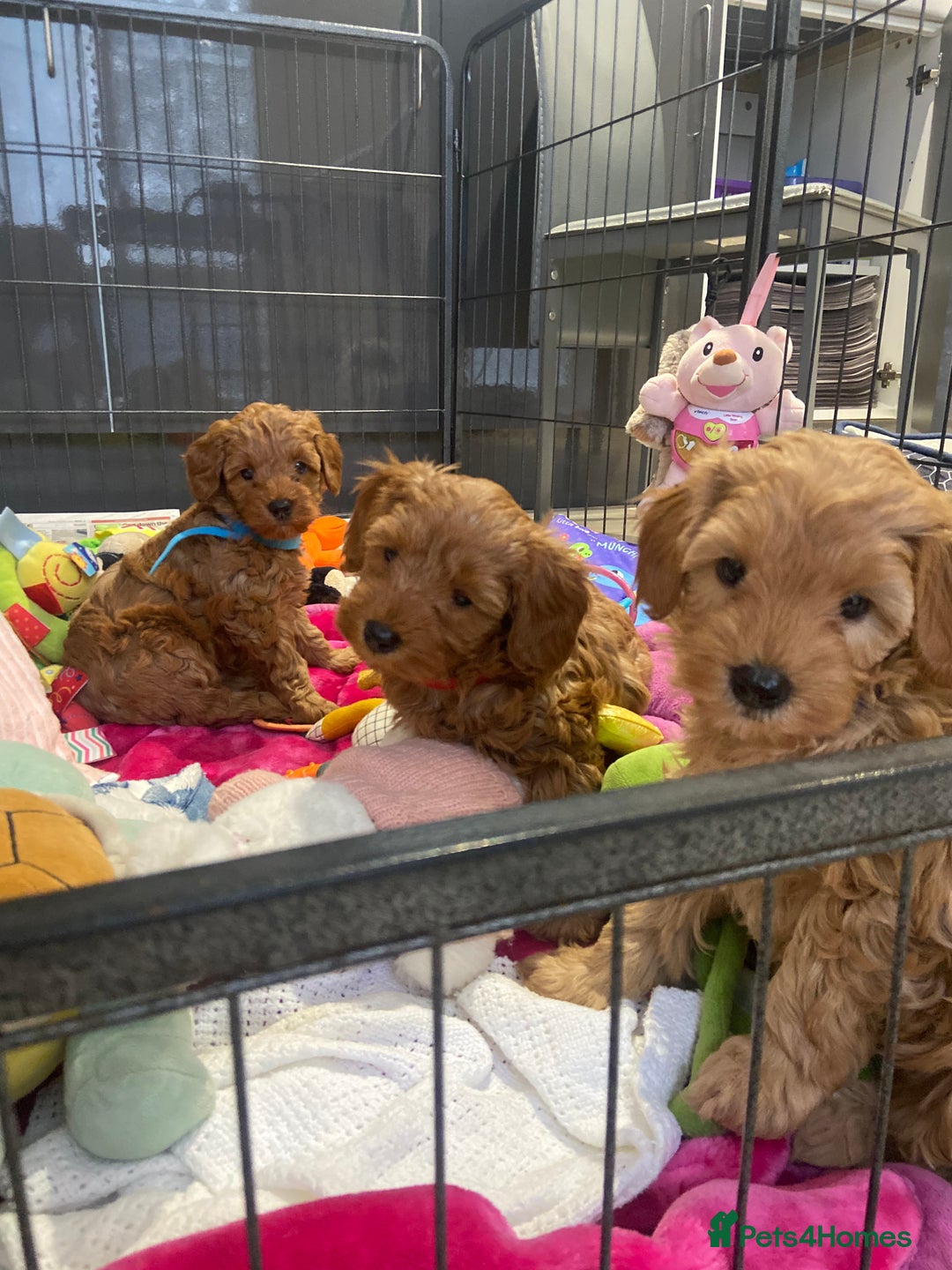 Maltipoo dogs for sale: 💖BEAUTIFUL LICENSED-BRED MALTIPOOS 💖 - Image 29