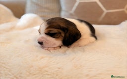 Beagle dogs for sale: ** STUNNING KC 5 GEN TRI COLOUR BEAGLEPUPS ** - Image 8