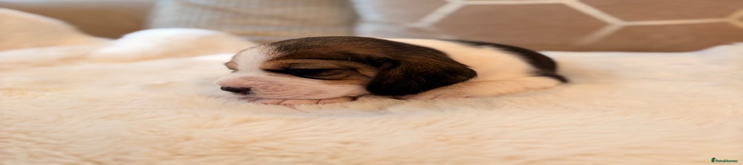 Beagle Puppy 4