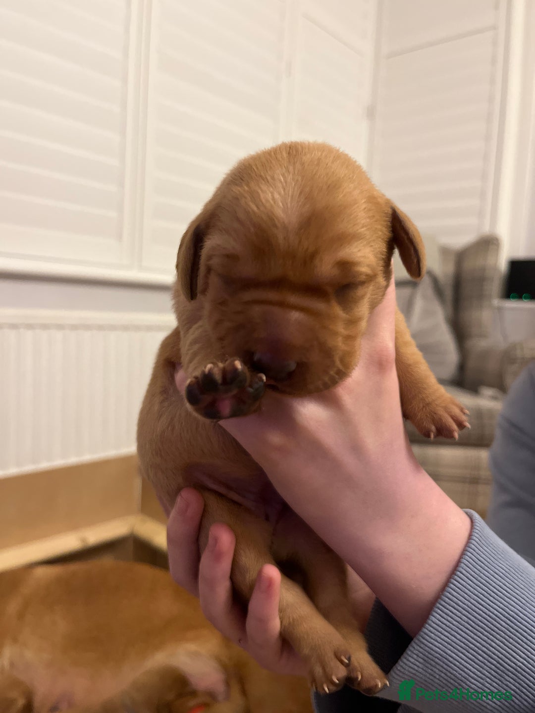 Labrador Retriever dogs for sale: KC REGISTERED, HEALTH TESTED FOX RED LABRADORS - Advert 9