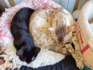 Bengal cats Snow lynx bengal x kittens - Advert 4