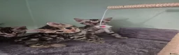 Bengal cats for sale: Champion Bloodline TICA Bengal Kittens in Peterborough - Advert 3