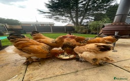 Chickens poultry for sale: Buff Columbian Brahma  - Image 4