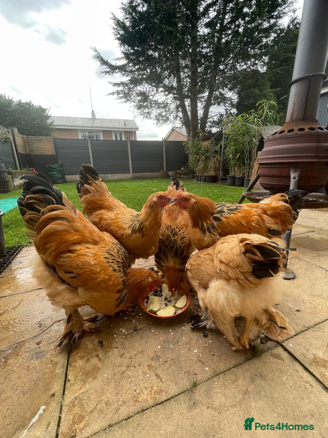 Chickens poultry for sale: Buff Columbian Brahma  - Image 4
