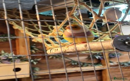 Finches birds for sale: Gouldian finches pairs  - Advert 16