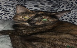 Mixed Breed cats for sale: Queen Delilah - Tortie female  - Image 1
