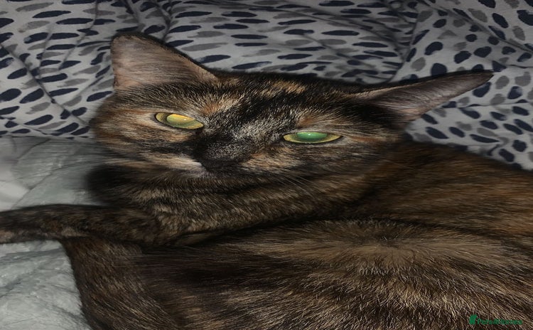 Mixed Breed cats - Advert 3