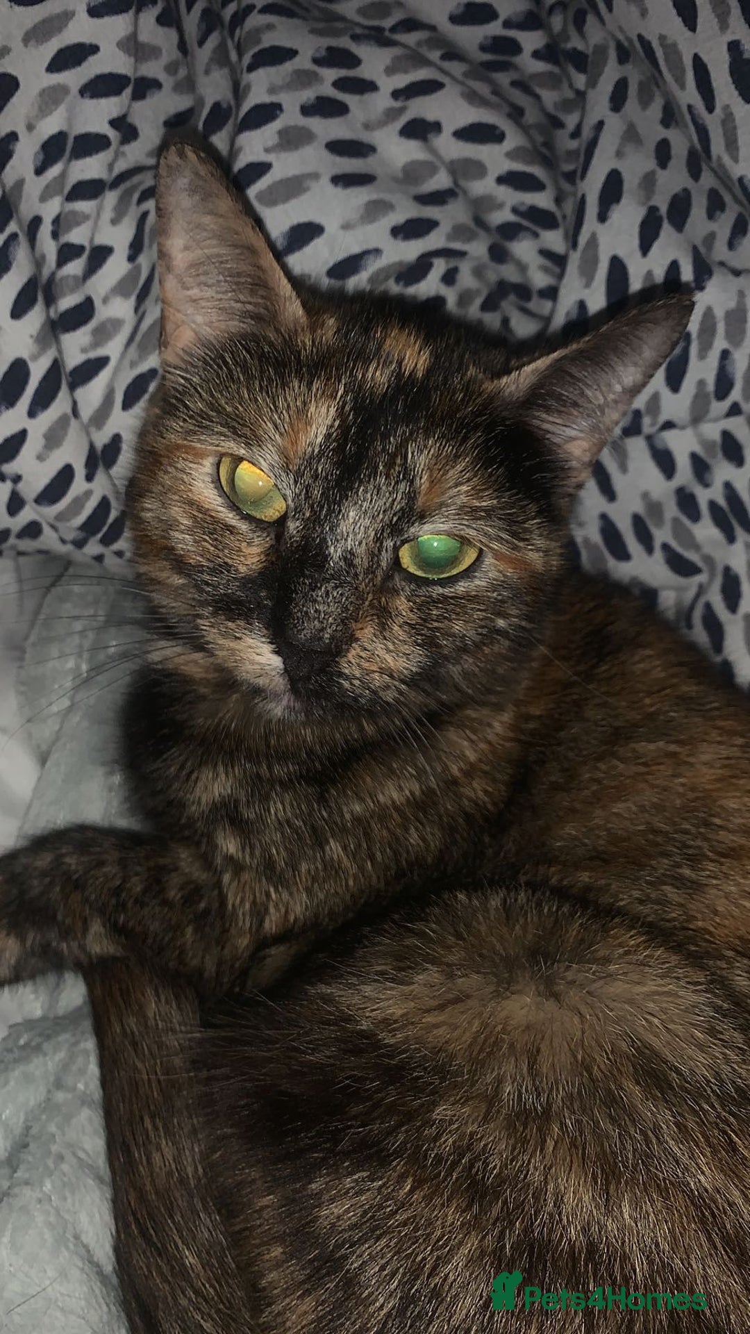 Mixed Breed cats for sale: Queen Delilah - Tortie female  - Image 1