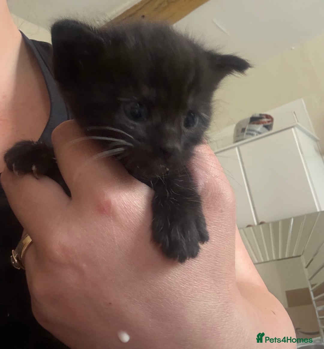 Mixed Breed cats for sale: 4 beautiful little kittens  - Image 4