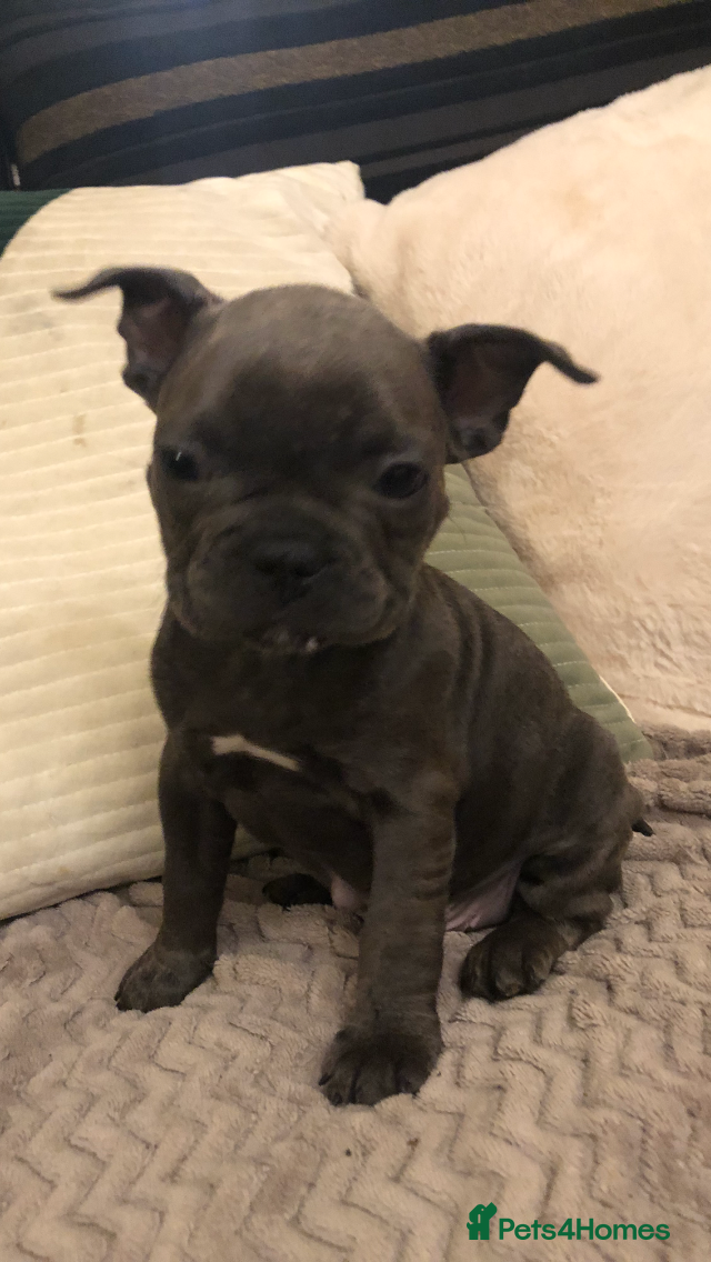 French Bulldog dogs QUALITY SOLID BLUE FRENCH BULLDOG PUPPIES  - Advert 8