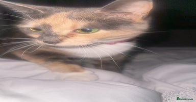 Mixed Breed cats - Advert 6