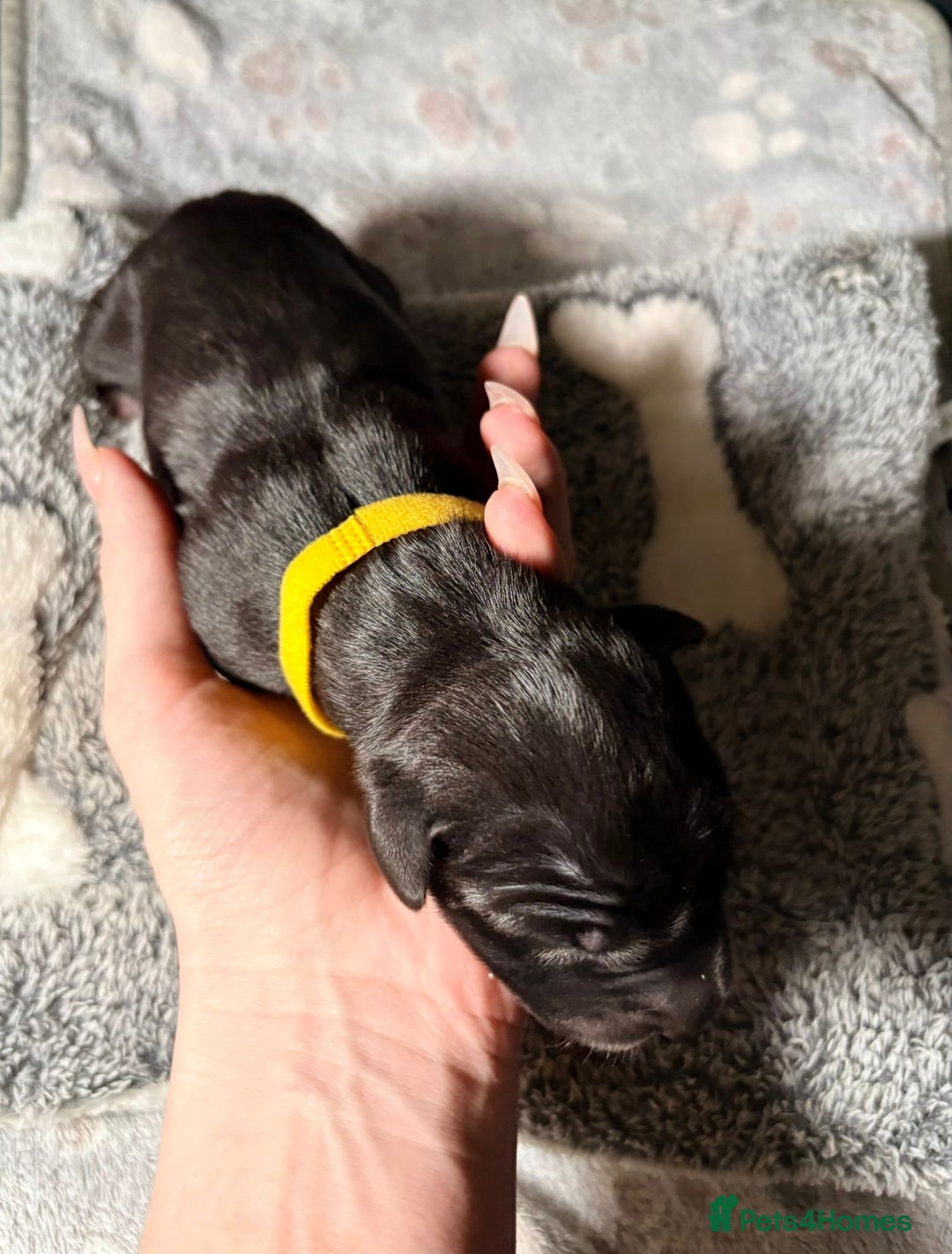 Great Dane dogs for sale: 12x healthy Great Dane puppies - Advert 13