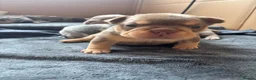 French Bulldog dogs for sale: RAINBOW LITTER FRENCH BULLDOGS - Advert 13