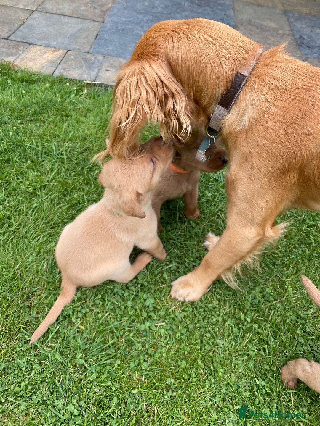 Cockapoo dogs for sale: Stunning litter of cockapoos, 2 males, 3 females - Advert 18
