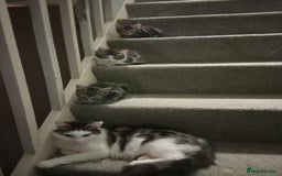 Mixed Breed cats for sale: 4 kittens for sale - Image 7