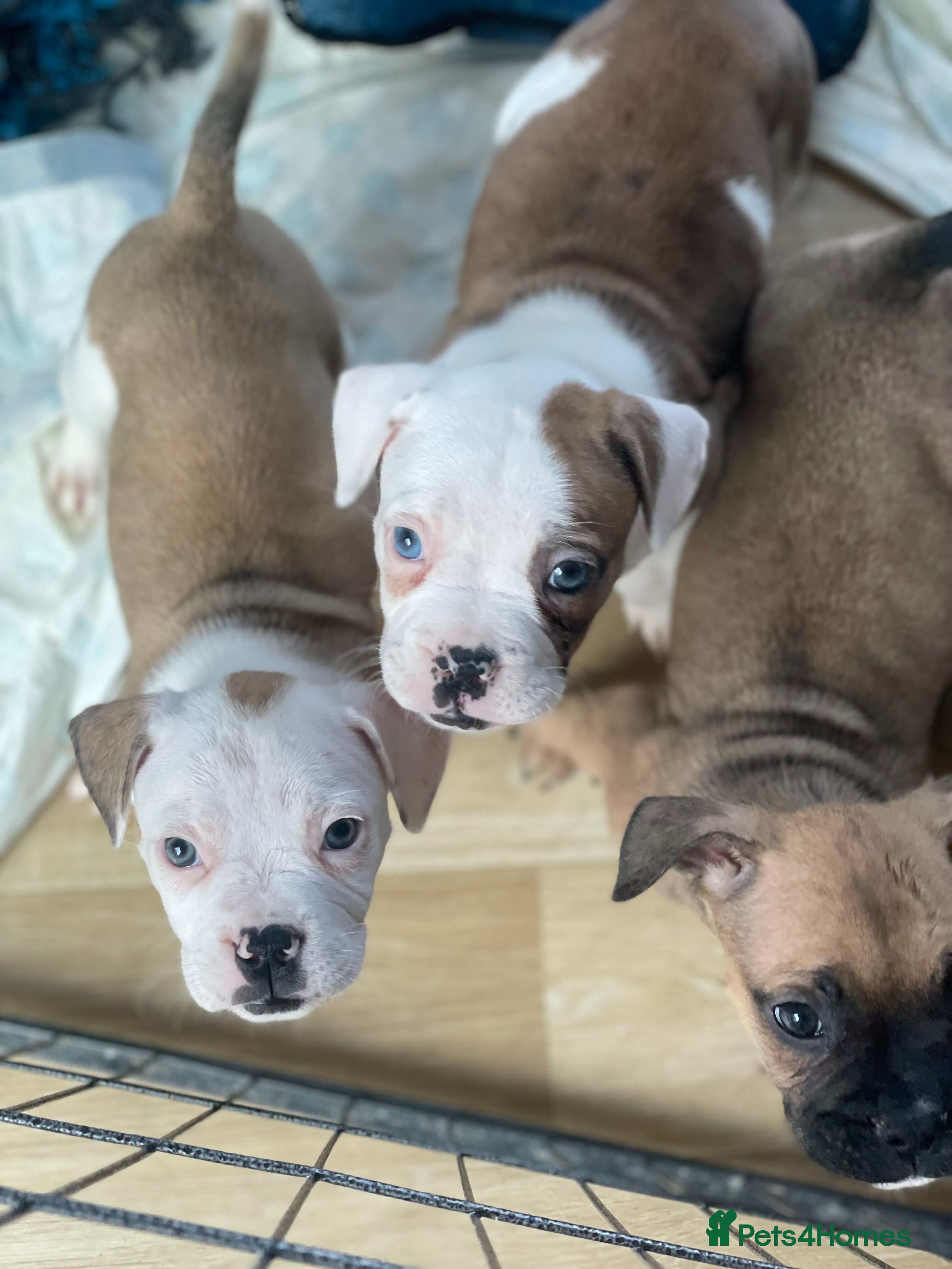 Mixed Breed dogs 3/ 7 left gorgeous rare French American Bulldogs - Advert 2