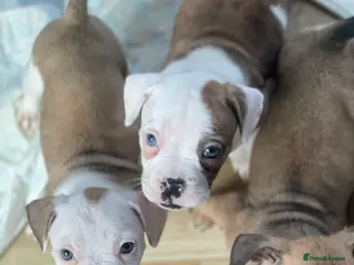 Mixed Breed dogs 3/ 7 left gorgeous rare French American Bulldogs - Advert 2