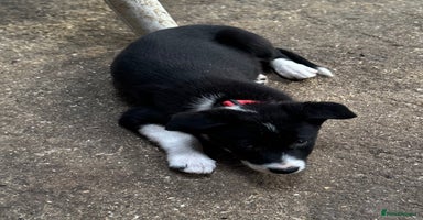 Border Collie dogs - Advert 1