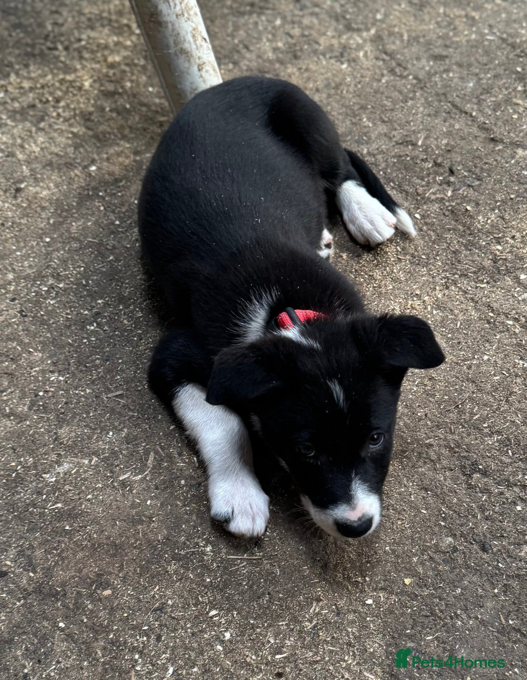 Border Collie dogs for sale: Beautiful Border Collie Puppies - Image 2