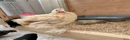 Chickens poultry for sale: 3 Male Pekin Bantam Roosters in Bishop Auckland - Advert 6