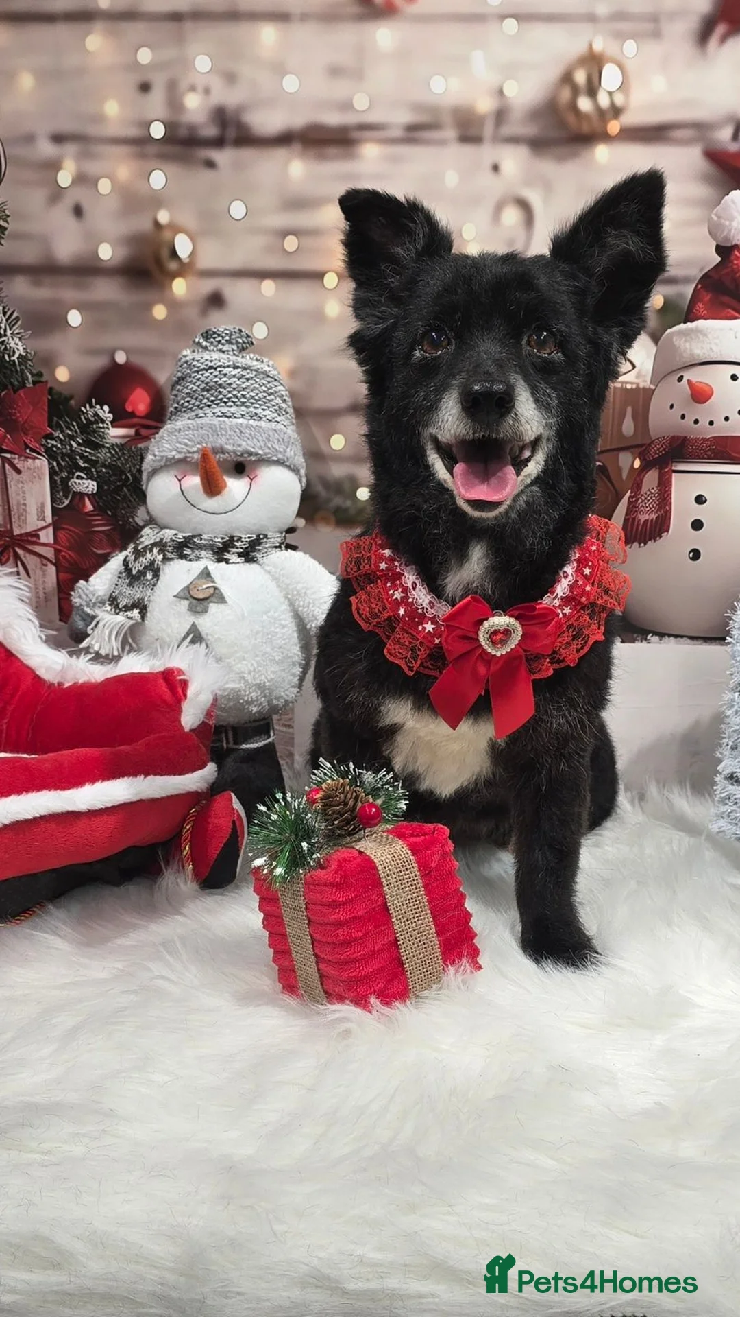 Mixed Breed dogs for adoption: ❤️🐶 FUZZY– 10 yo  gentle little soul 🐶❤️ - Advert 1