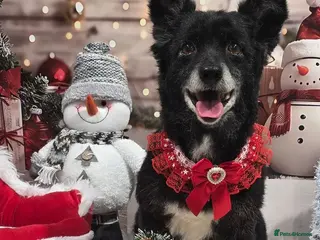 Mixed Breed dogs ❤️🐶 FUZZY– 10 yo gentle little soul 🐶❤️ - Advert 2