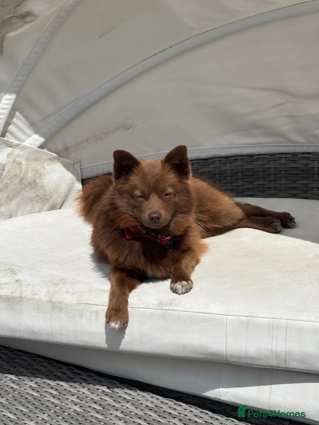 Pomsky dogs for stud: Micro pomsky stud - Advert 1