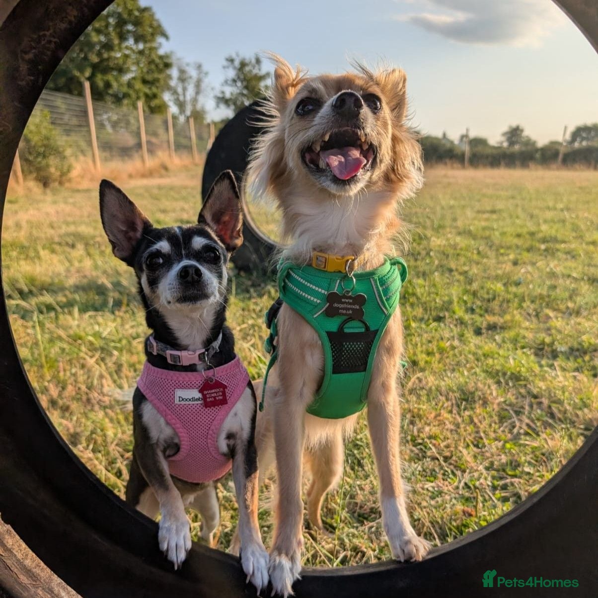 Chihuahua dogs Sookie and Piper - Bonded Pair - Advert 20