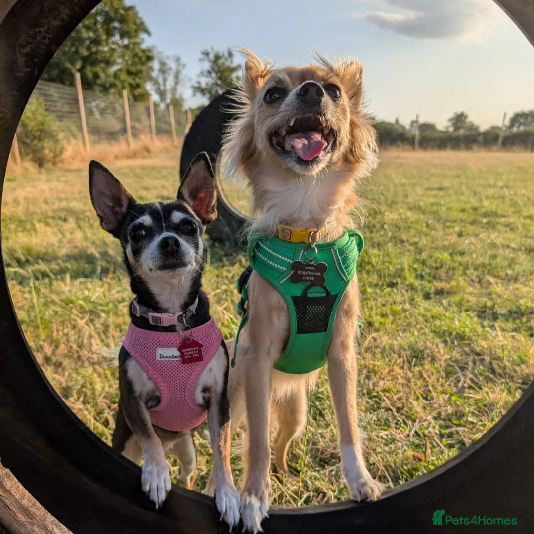 Chihuahua dogs for adoption: Sookie and Piper - Bonded Pair - Advert 1
