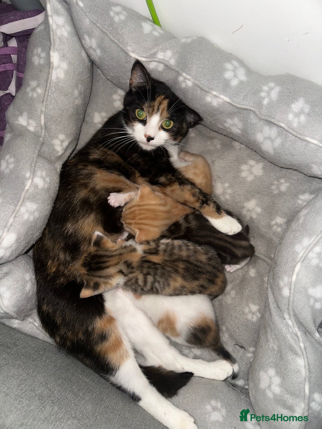 Mixed Breed cats for sale: 4 beautiful kitty’s for sale  - Advert 14