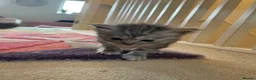 Maine Coon cats for sale: Beautiful Silver tabby Maine coon girls - Advert 10