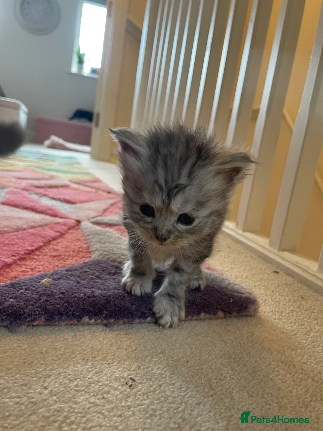 Maine Coon cats for sale: Beautiful Silver tabby Maine coon girls - Advert 10