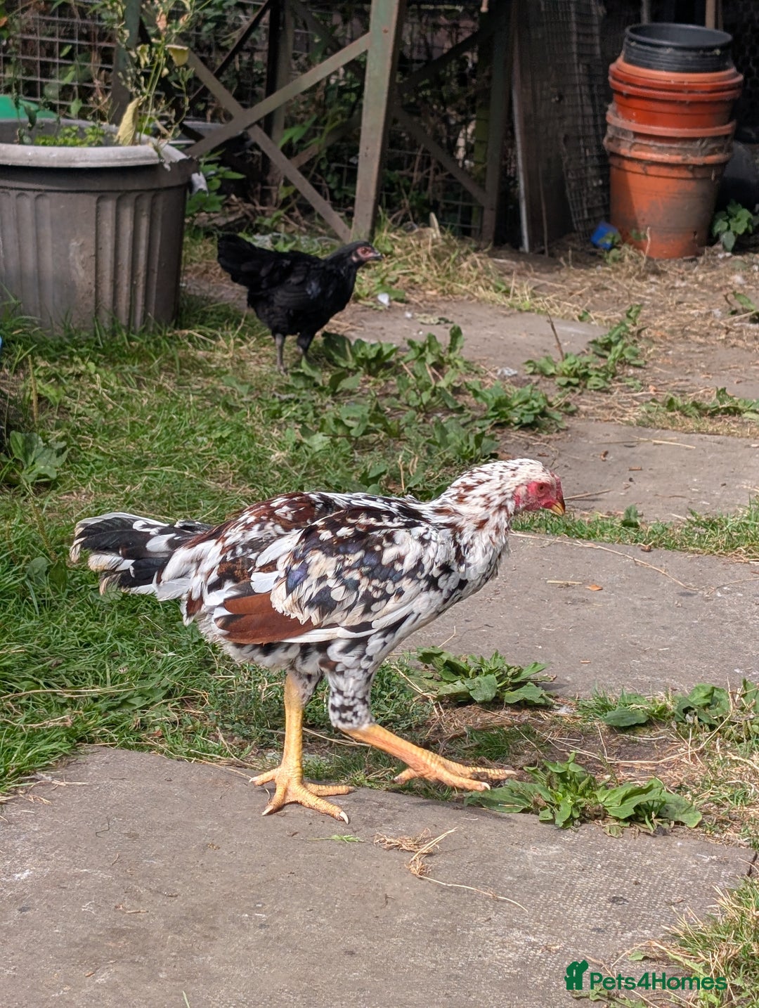 Chickens poultry for sale: Aseel pair for sale  - Image 4