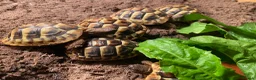 Tortoise reptiles for sale: Hermann tortoise - Advert 3