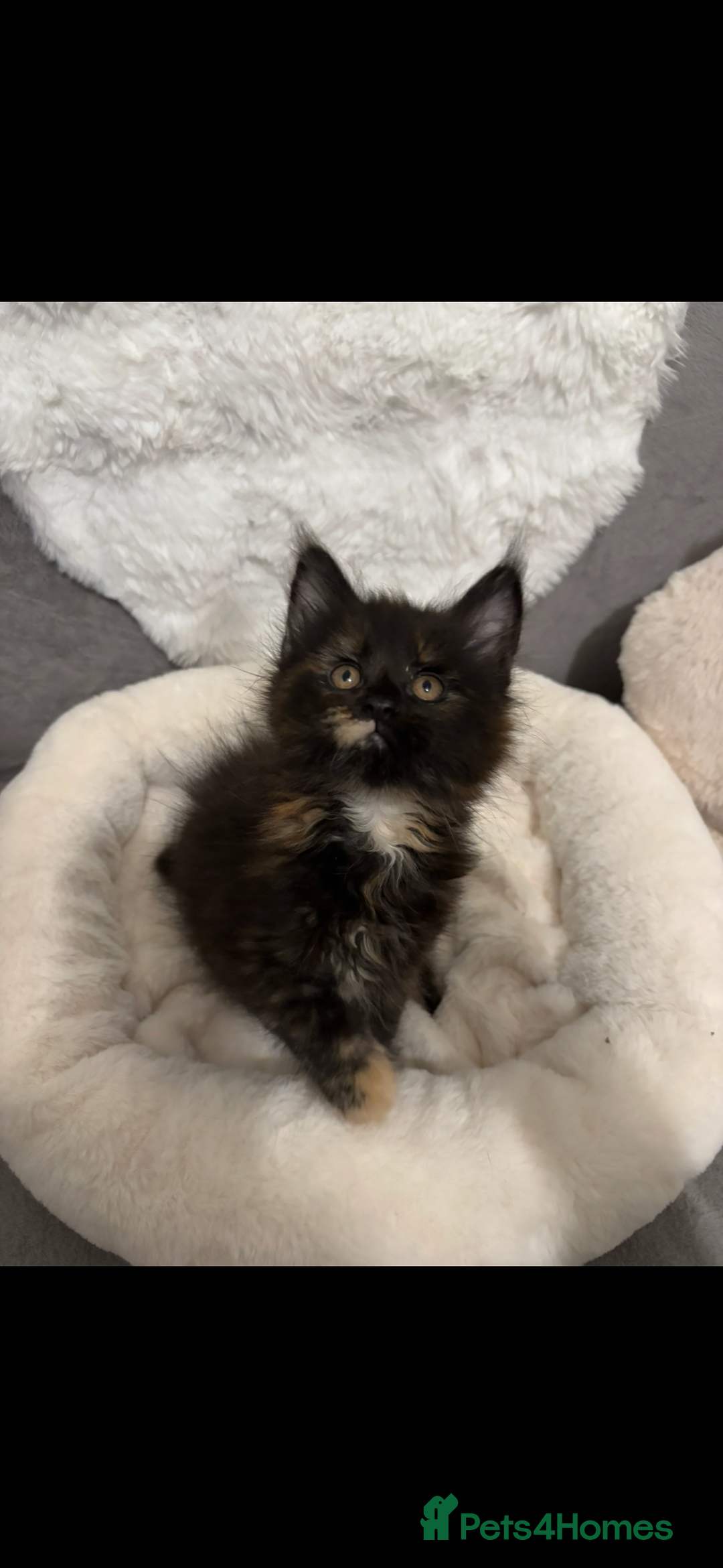 Maine Coon cats for sale: Maine Coon Kitten for Sale  - Advert 3