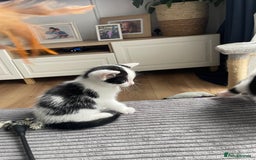 Domestic Shorthair cats for sale: 2 Male Kittens - Image 19