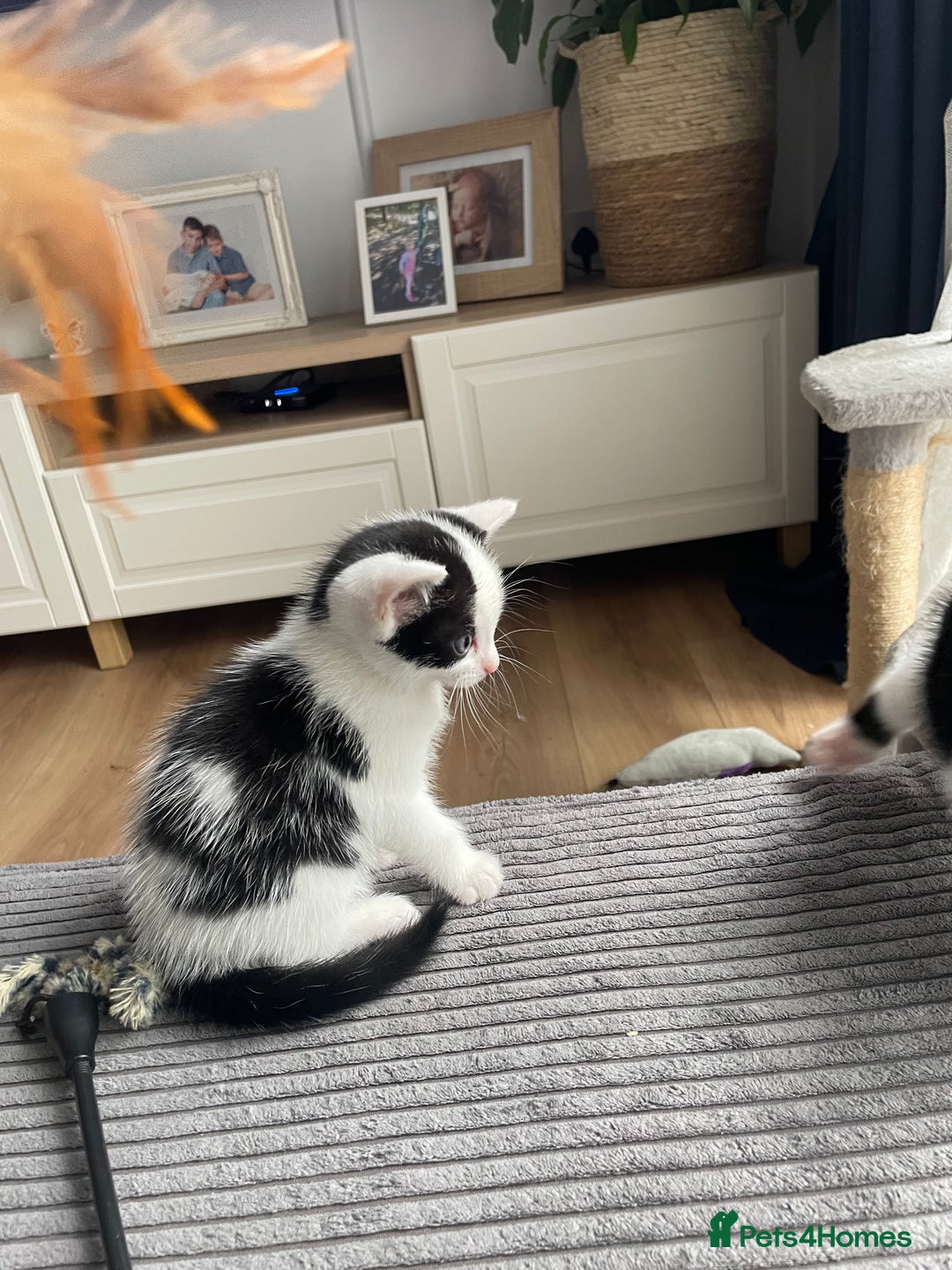 Domestic Shorthair cats for sale: 2 Male Kittens - Image 19