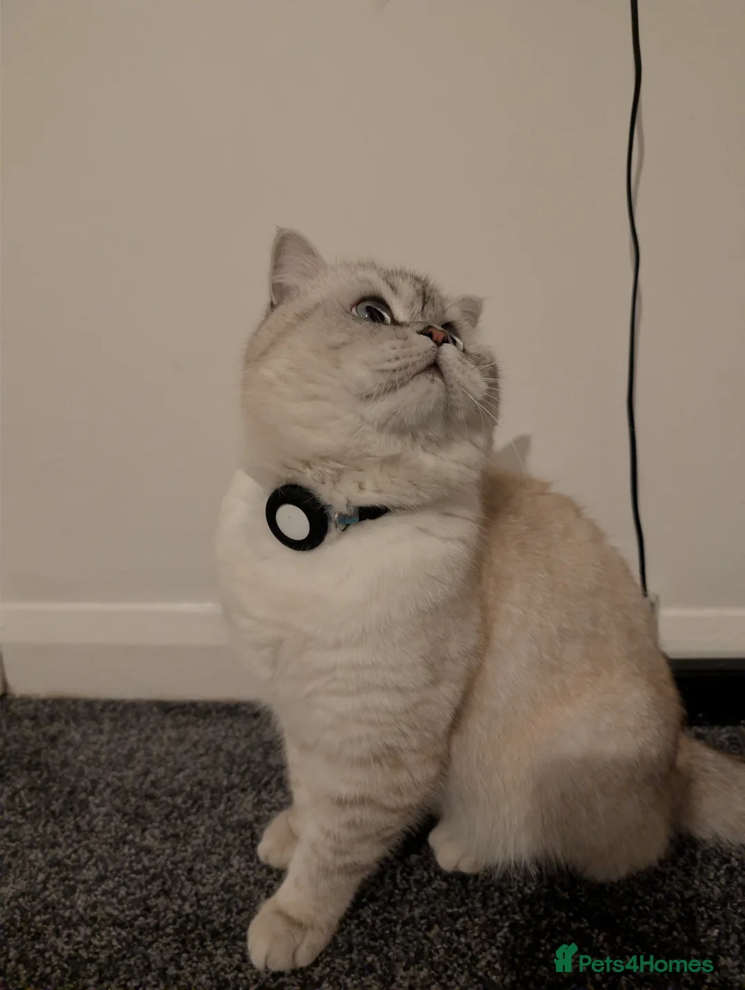 British Shorthair cats for stud: British Shorthair Stud - Advert 6