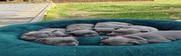 Staffordshire Bull Terrier dogs for sale: Champs Bloodline Blue Staffordshire Bull Terrier - Advert 5
