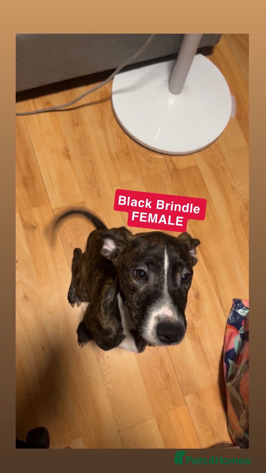 Mixed Breed dogs for sale: Dutch Shepard x American bulldog puppies  - Image 7