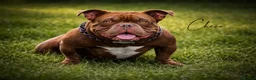 American Bully dogs for stud: Certified ladies man  - Advert 5