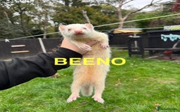 Ferret rodents for sale: FERRETS FOR SALE - Image 6