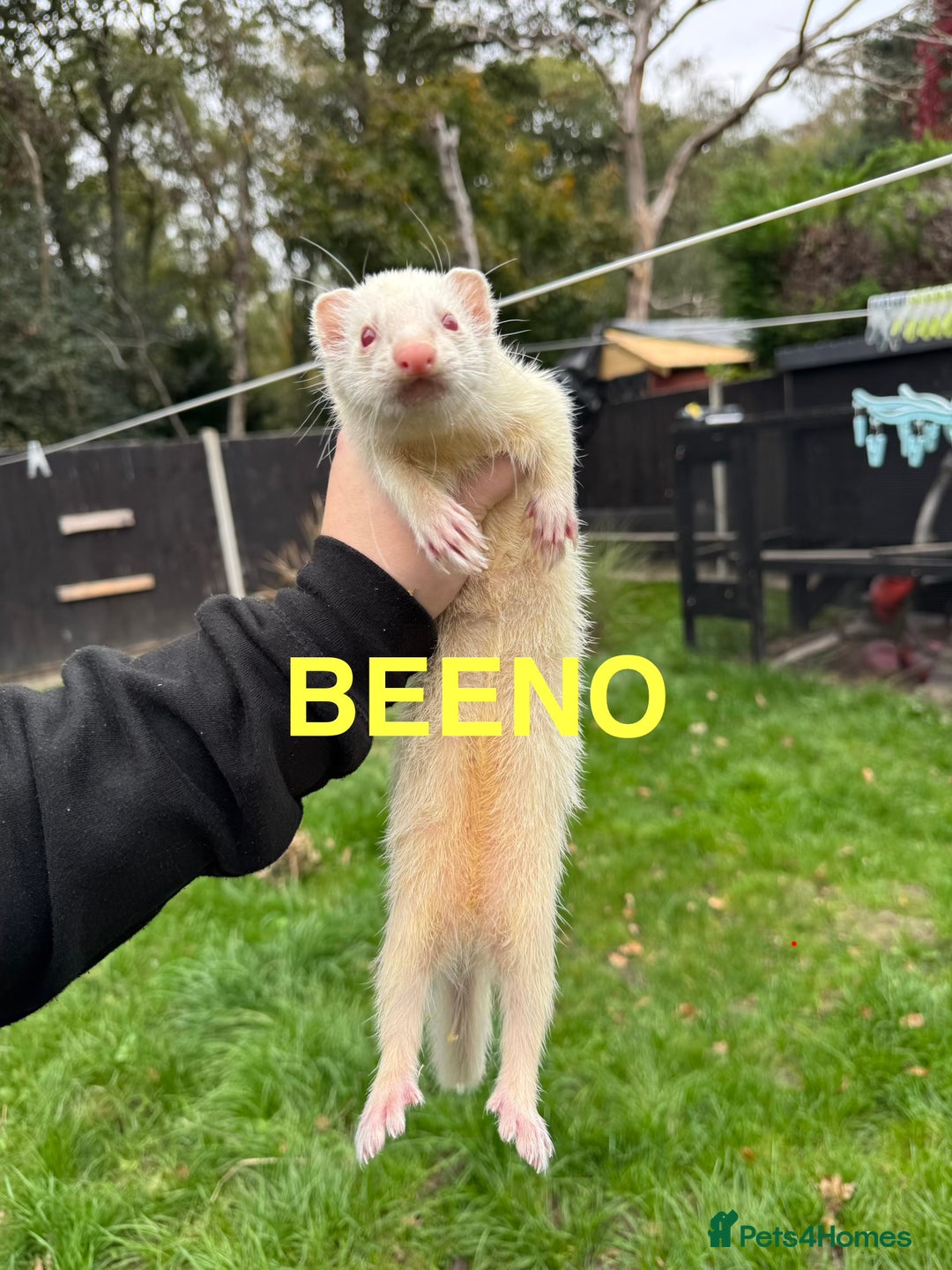 Ferret rodents for sale: FERRETS FOR SALE - Image 6