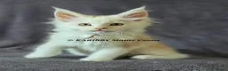 Maine Coon cats for sale: RARE Red Shaded, XL large TICA registerd  - Advert 17